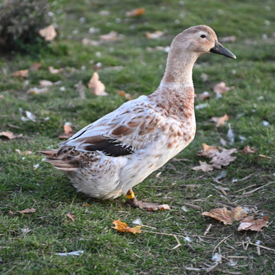 Welsh Harlequin Adult Ducks