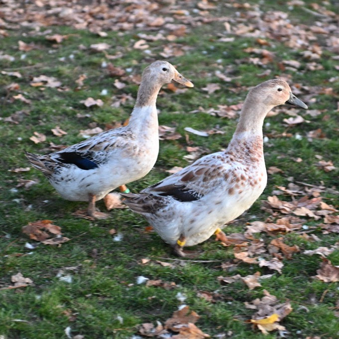 Welsh Harlequin Adult Ducks