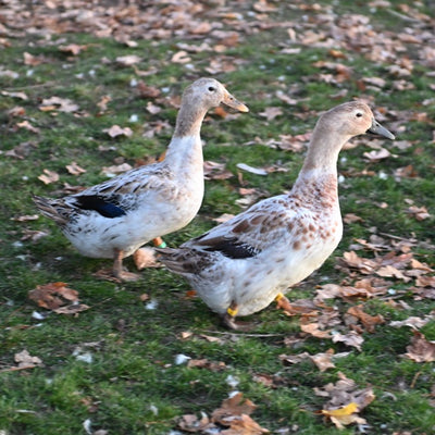 Welsh Harlequin Adult Ducks