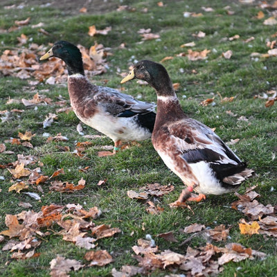 Welsh Harlequin Adult Ducks