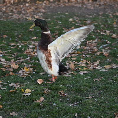 Welsh Harlequin Adult Ducks