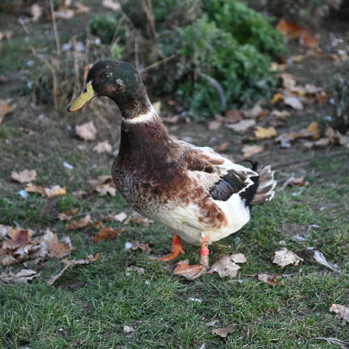 Welsh Harlequin Adult Ducks