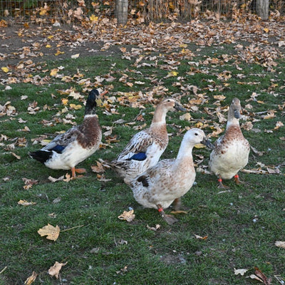 Welsh Harlequin Adult Ducks