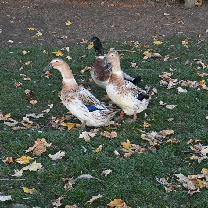 Welsh Harlequin Adult Ducks