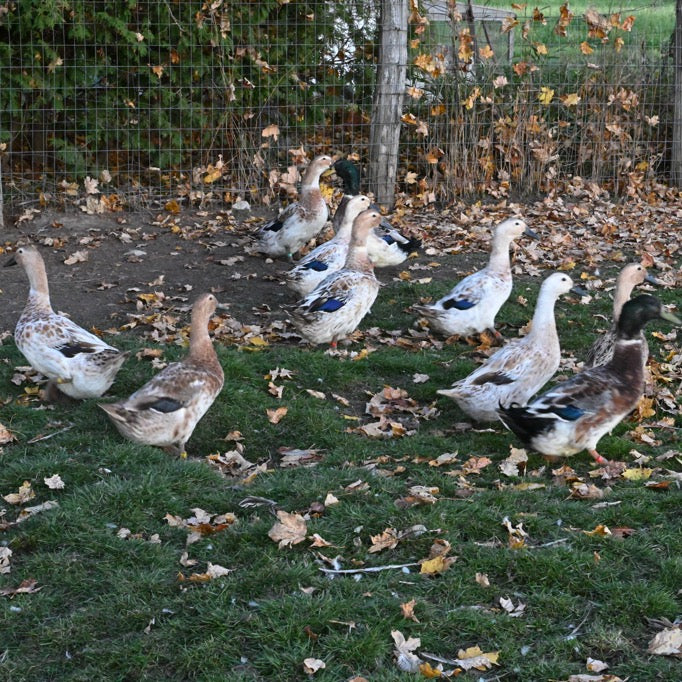 Welsh Harlequin Adult Ducks